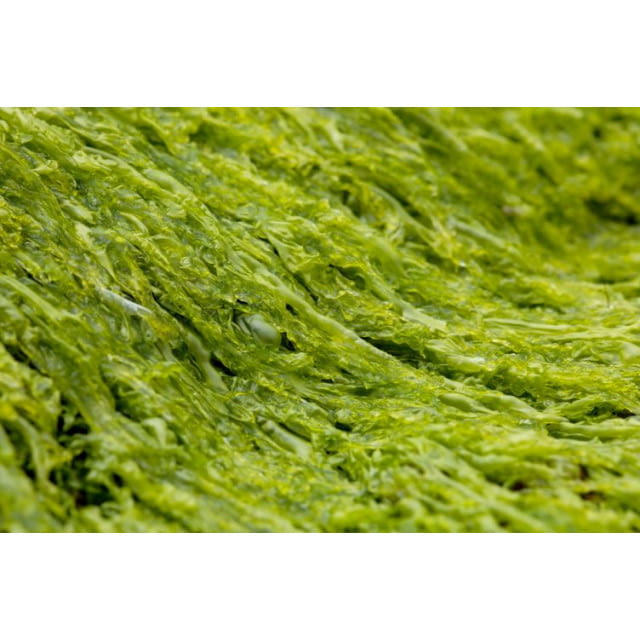 Algues purifiées
