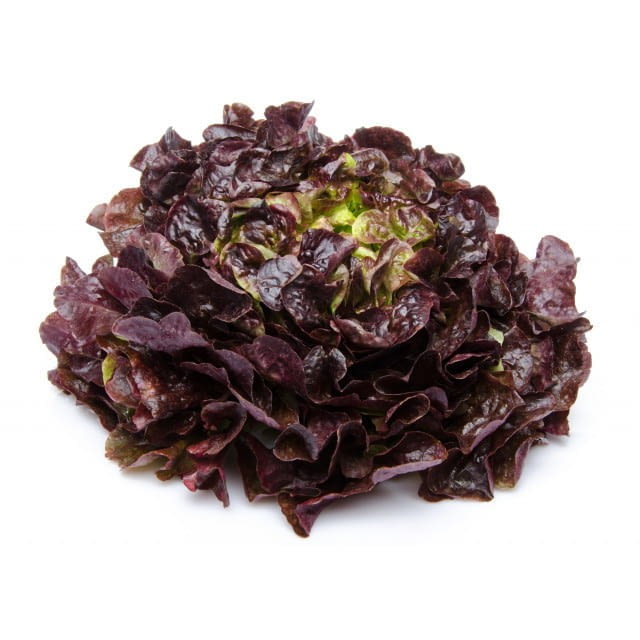 Feuille de chene rouge Bio