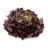 Feuille de chene rouge Bio CAL 12